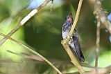 White-chinned Sapphireborder=